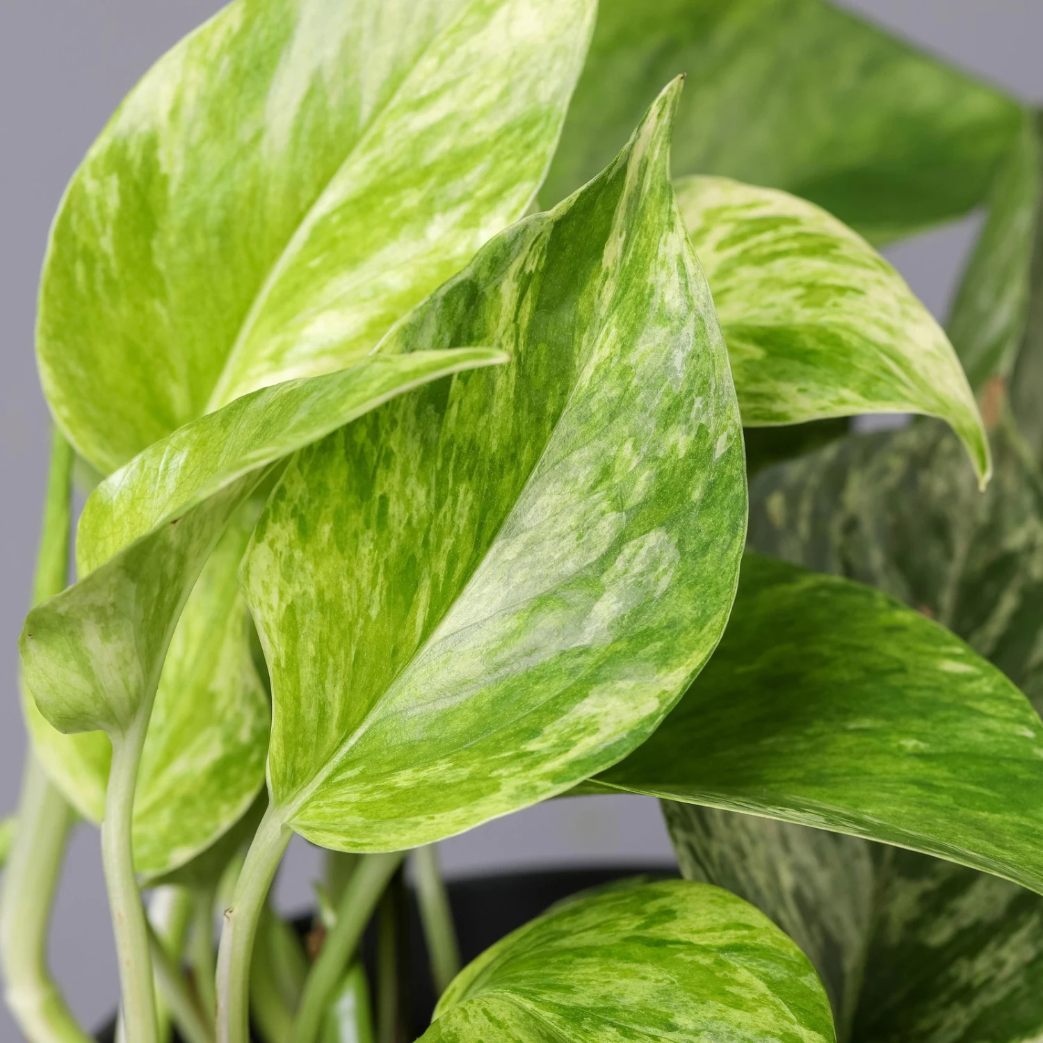 Efeutute 'Marble Queen' Inkl. Topf Weiß, Topf-Ø 12 Cm, Höhe Ca. 15 Cm, 2er-Set 7 Efeutute 'Marble Queen' Inkl. Topf Weiß, Topf-Ø 12 Cm, Höhe Ca. 15 Cm, 2er-Set – Bild 5