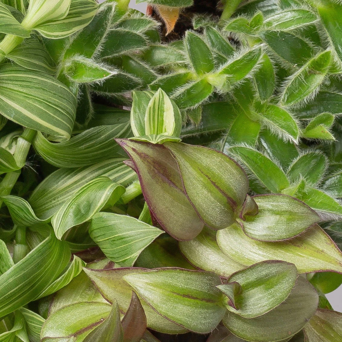 Dreimasterblume In Keramiktopf Anthrazit, N. Verfügbarkeit, Topf-Ø 12cm, 3er-Set 4 Dreimasterblume In Keramiktopf Anthrazit, N. Verfügbarkeit, Topf-Ø 12cm, 3er-Set – Bild 2