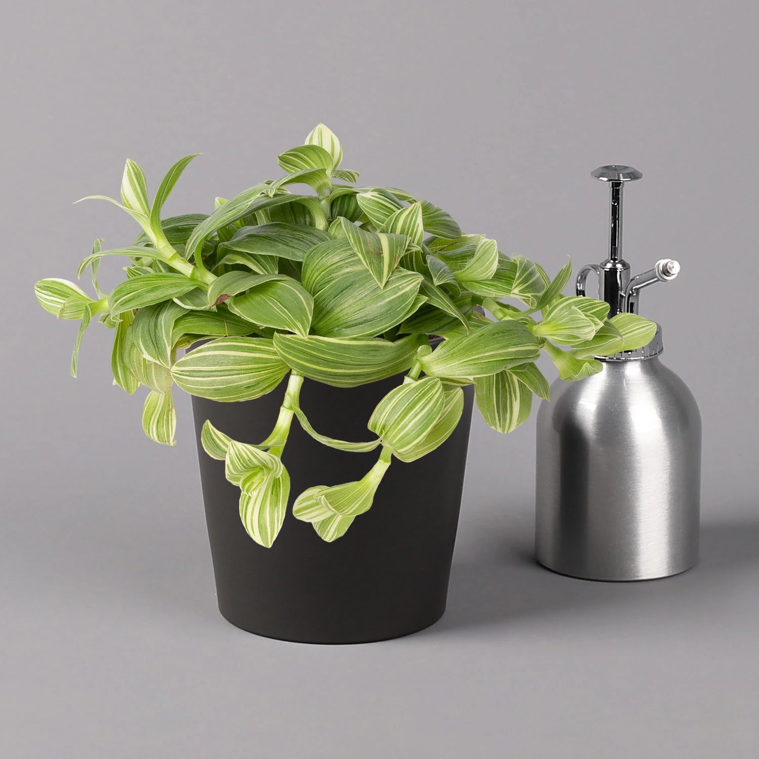 Dreimasterblume In Keramiktopf Anthrazit, N. Verfügbarkeit, Topf-Ø 12cm, 3er-Set 6 Dreimasterblume In Keramiktopf Anthrazit, N. Verfügbarkeit, Topf-Ø 12cm, 3er-Set – Bild 4