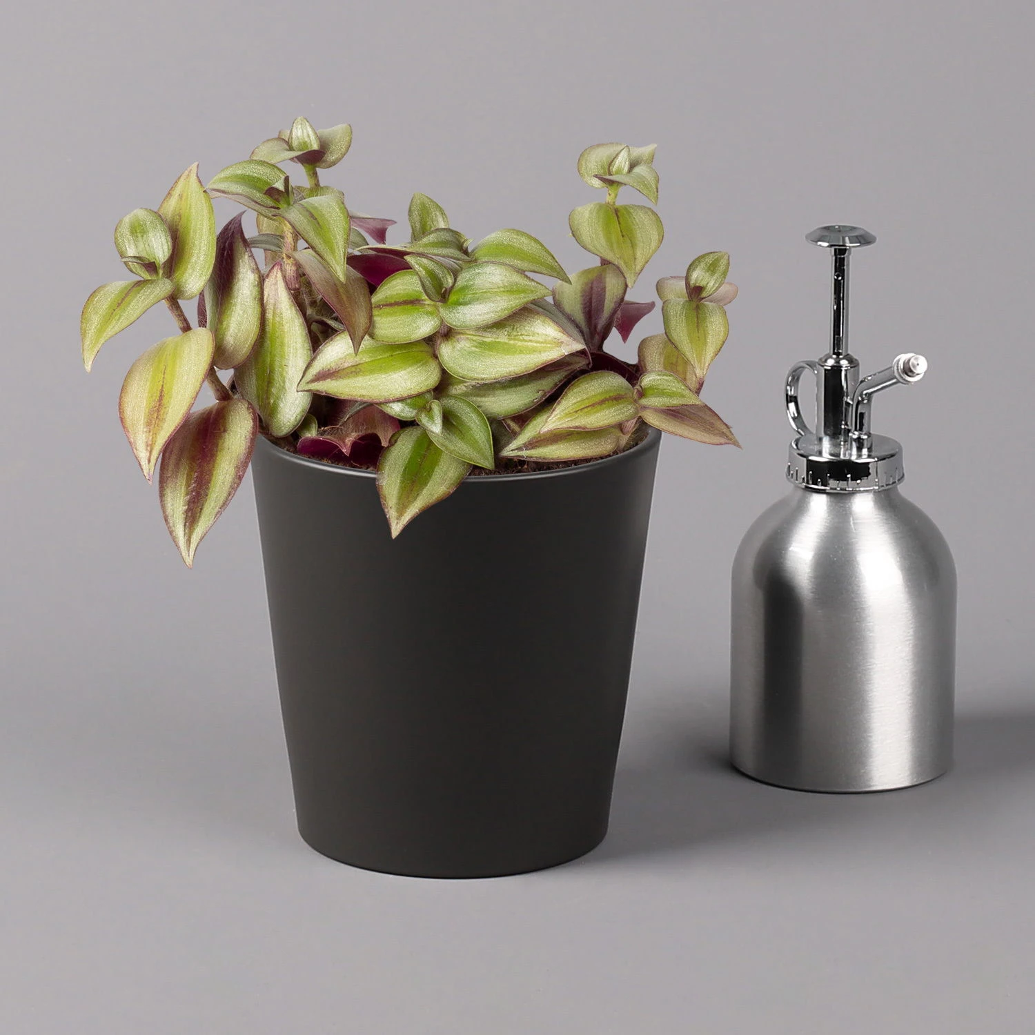 Dreimasterblume In Keramiktopf Anthrazit, N. Verfügbarkeit, Topf-Ø 12cm, 3er-Set 7 Dreimasterblume In Keramiktopf Anthrazit, N. Verfügbarkeit, Topf-Ø 12cm, 3er-Set – Bild 5