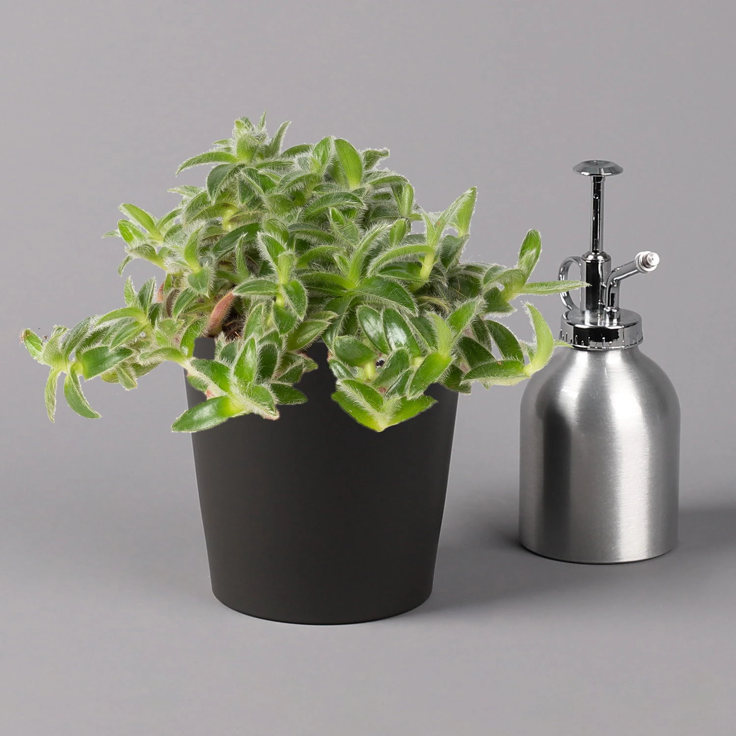 Dreimasterblume In Keramiktopf Anthrazit, N. Verfügbarkeit, Topf-Ø 12cm, 3er-Set 5 Dreimasterblume In Keramiktopf Anthrazit, N. Verfügbarkeit, Topf-Ø 12cm, 3er-Set – Bild 3