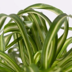 Grünlilie 'Bonnie' Mit Übertopf Vibes Weiß, Topf-Ø 12 Cm, Höhe Ca. 25 Cm -Pflanzen Geschäft 0220108408 Chloroph Bonnie in Uebertopf Bergamo grau 4 1