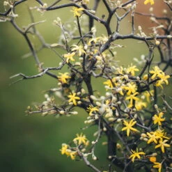 Zickzackstrauch, Topf-Ø 19 Cm, Höhe Ca. 70 Cm -Pflanzen Geschäft 0220108510 0220108511 0220108515 0220108516 0220108517 0220108518 0220108519 0220108520 Corokia 1 116837