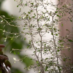 Zickzackstrauch, Topf-Ø 19 Cm, Höhe Ca. 70 Cm -Pflanzen Geschäft 0220108510 0220108511 0220108515 0220108516 0220108517 0220108518 0220108519 0220108520 Corokia 3 116836