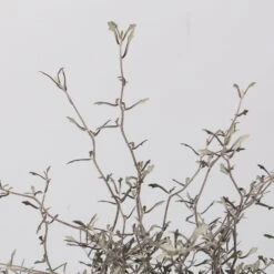 Zickzackstrauch, Topf-Ø 19 Cm, Höhe Ca. 70 Cm -Pflanzen Geschäft 0220108517 Corokia cotoneaster 3 117168