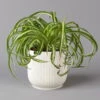 Grünlilie 'Bonnie' Mit Übertopf Vibes Weiß, Topf-Ø 12 Cm, Höhe Ca. 25 Cm 1 Grünlilie 'Bonnie' Mit Übertopf Vibes Weiß, Topf-Ø 12 Cm, Höhe Ca. 25 Cm -Pflanzen Geschäft 0220108563 Chlorophytum Bonnie in uebertopf weiss 12cmT H28cm Elho Vibes 124819