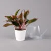 Aglaonema 'Crete', Mit Übertopf Dallas Weiß, Topf-Ø 12 Cm -Pflanzen Geschäft 0220108597 Aglaonema Crete Dallas weiss 14cm t 126190
