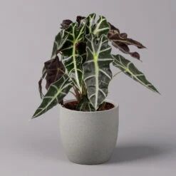 Alocasia 'Polly', Topf-Ø 17 Cm, Höhe Ca. 45 Cm -Pflanzen Geschäft 0220110100 Alocasia Polly 11