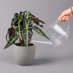 Alocasia 'Polly', Topf-Ø 17 Cm, Höhe Ca. 45 Cm -Pflanzen Geschäft 0220110100 Alocasia Polly 13