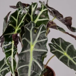 Alocasia 'Polly', Topf-Ø 17 Cm, Höhe Ca. 45 Cm -Pflanzen Geschäft 0220110100 Alocasia Polly 2