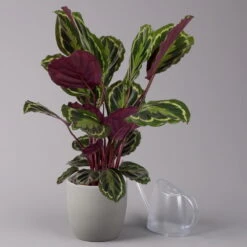 Calathea 'Medallion', Topf-Ø 19 Cm, Höhe Ca. 85 Cm 10 Calathea 'Medallion', Topf-Ø 19 Cm, Höhe Ca. 85 Cm -Pflanzen Geschäft 0220160008 Calathea Medaillon 19cm 3 109549