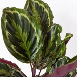 Calathea 'Medallion', Topf-Ø 19 Cm, Höhe Ca. 85 Cm 11 Calathea 'Medallion', Topf-Ø 19 Cm, Höhe Ca. 85 Cm -Pflanzen Geschäft 0220160008 Calathea Medaillon 19cm 4 109550
