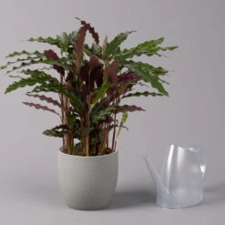 Calathea Rufibarba 'Elger Grass', Topf-Ø 17 Cm, Höhe Ca. 65 Cm -Pflanzen Geschäft 0220160130 Calathea Elgergras 17cm 3