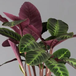 Calathea Warscewiczii, Topf-Ø 21 Cm. Höhe Ca. 80 Cm -Pflanzen Geschäft 0220160163 Calathea warscewiczii 21cm Topf 1 124585