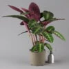 Calathea Warscewiczii, Topf-Ø 21 Cm. Höhe Ca. 80 Cm -Pflanzen Geschäft 0220160163 Calathea warscewiczii 21cm Topf 124584