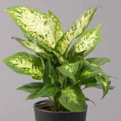 Pflanzen Geschäft -Pflanzen Geschäft 0220170085 Dieffenbachia Compacta mit Topf Dallas anthrazit 2