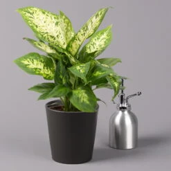 Dieffenbachie 'Compacta' Mit Keramiktopf Dallas Anthrazit,Topf-Ø12cm, Höhe 25cm -Pflanzen Geschäft 0220170085 Dieffenbachia Compacta mit Topf Dallas anthrazit 3