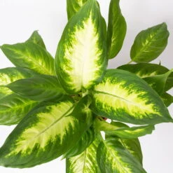 Dieffenbachie 'Camilla' Inkl. Topf Tusca Weiß, Topf-Ø17 Cm, Höhe Ca. 50-60 Cm -Pflanzen Geschäft 0220170095 Dieffenbachia Camilla im Topf Tusca 17cm 42