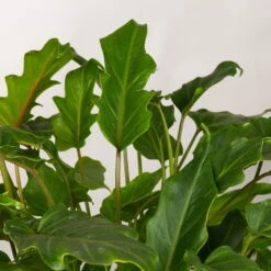 Philodendron Xanadu Im Korb Gaby Natur, Topf-Ø 21 Cm, Höhe Ca. 30-50 Cm -Pflanzen Geschäft 0220180137 Philoderndron Xanandu im Dekokorb Gaby T21 WS 3