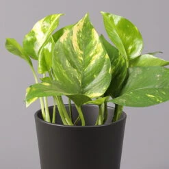 Efeutute Mit Topf Dallas Anthrazit, Topf-Ø 12 Cm, Höhe Ca. 15 Cm, 2er-Set -Pflanzen Geschäft 0220180203 Epipremnum pinn in Topf Dallas anthrazit 22