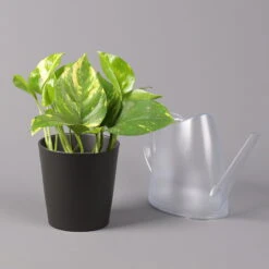 Efeutute Mit Topf Dallas Anthrazit, Topf-Ø 12 Cm, Höhe Ca. 15 Cm, 2er-Set -Pflanzen Geschäft 0220180203 Epipremnum pinn in Topf Dallas anthrazit 3