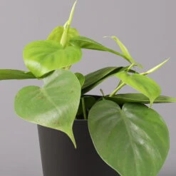 Philodendron Scandens In Topf Anthrazit, Topf-Ø 12 Cm, Höhe Ca 20 Cm, 3er-Set -Pflanzen Geschäft 0220180208 Philo scand inkl Topf Dallas anthrazit 22