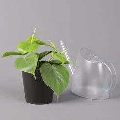 Philodendron Scandens In Topf Anthrazit, Topf-Ø 12 Cm, Höhe Ca 20 Cm, 3er-Set -Pflanzen Geschäft 0220180208 Philo scand inkl Topf Dallas anthrazit 32