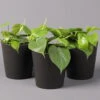 Philodendron Scandens In Topf Anthrazit, Topf-Ø 12 Cm, Höhe Ca 20 Cm, 3er-Set -Pflanzen Geschäft 0220180208 Philo scand inkl Topf Dallas anthrazit2