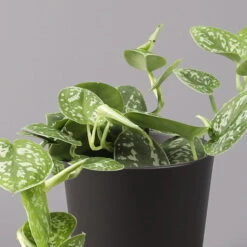 Gefleckte Efeutute 'Argyraeus, In Keramiktopf Anthrazit, Topf-Ø 12cm, 2er-Set -Pflanzen Geschäft 0220180213 Scind pict Argyraeus Topf Dallas anthrazit 2