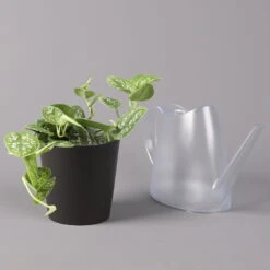 Gefleckte Efeutute 'Argyraeus, In Keramiktopf Anthrazit, Topf-Ø 12cm, 2er-Set -Pflanzen Geschäft 0220180213 Scind pict Argyraeus Topf Dallas anthrazit 3