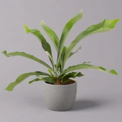 Geweihfarn, Topf-Ø 12 Cm, Höhe Ca. 30 Cm, 2er-Set 10 Geweihfarn, Topf-Ø 12 Cm, Höhe Ca. 30 Cm, 2er-Set -Pflanzen Geschäft 0220190143 Platycerium bifurcatum 12cm 2er Set 2