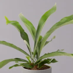 Geweihfarn, Topf-Ø 12 Cm, Höhe Ca. 30 Cm, 2er-Set 11 Geweihfarn, Topf-Ø 12 Cm, Höhe Ca. 30 Cm, 2er-Set -Pflanzen Geschäft 0220190143 Platycerium bifurcatum 12cm 2er Set 3