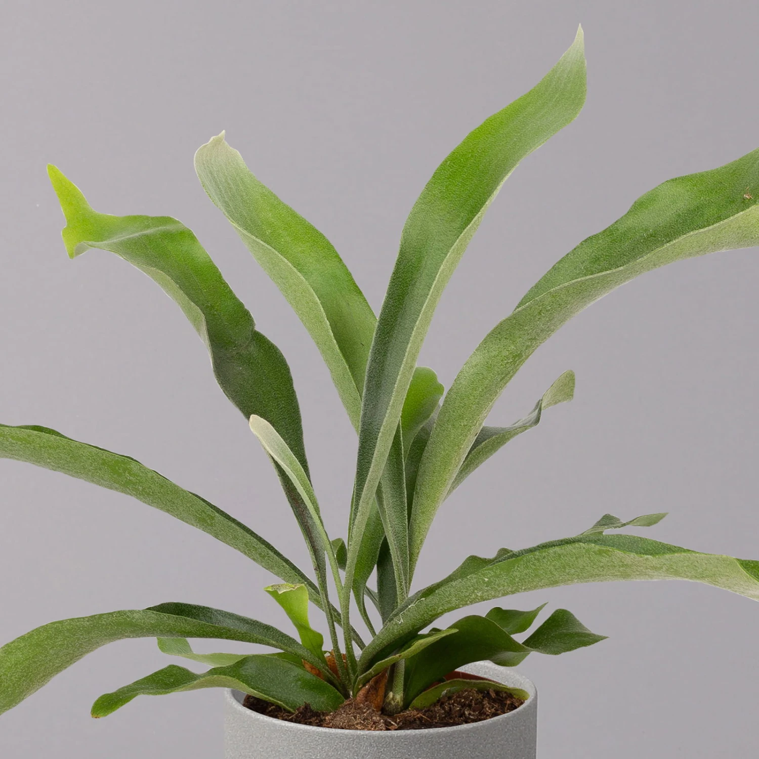 Geweihfarn, Topf-Ø 12 Cm, Höhe Ca. 30 Cm, 2er-Set 5 Geweihfarn, Topf-Ø 12 Cm, Höhe Ca. 30 Cm, 2er-Set – Bild 3