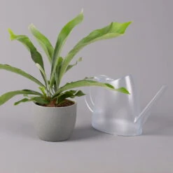 Geweihfarn, Topf-Ø 12 Cm, Höhe Ca. 30 Cm, 2er-Set 12 Geweihfarn, Topf-Ø 12 Cm, Höhe Ca. 30 Cm, 2er-Set -Pflanzen Geschäft 0220190143 Platycerium bifurcatum 12cm 2er Set 4