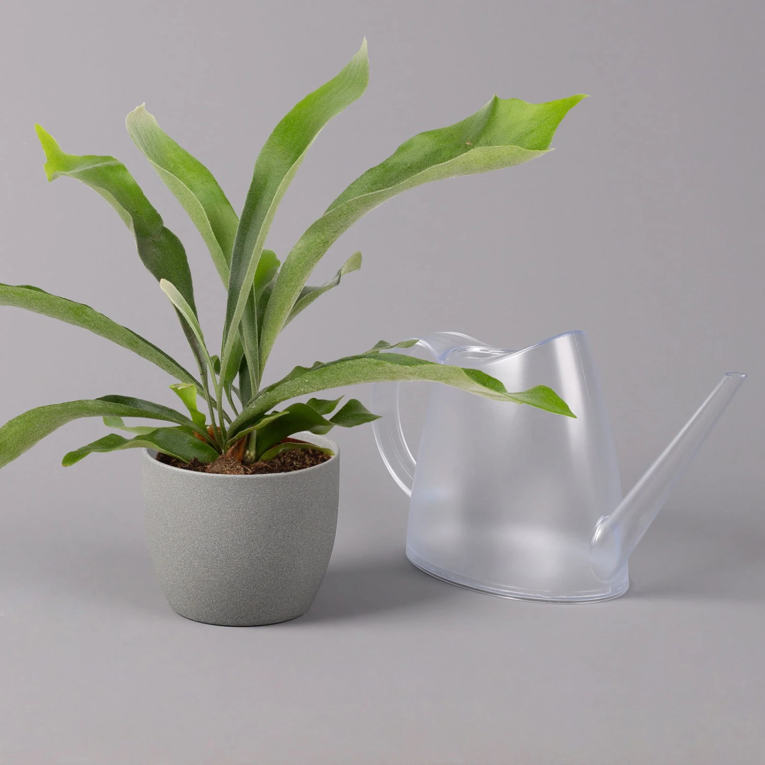 Geweihfarn, Topf-Ø 12 Cm, Höhe Ca. 30 Cm, 2er-Set 6 Geweihfarn, Topf-Ø 12 Cm, Höhe Ca. 30 Cm, 2er-Set – Bild 4