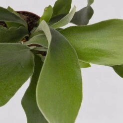 Geweihfarn, Topf-Ø 12 Cm, Höhe Ca. 30 Cm, 2er-Set 13 Geweihfarn, Topf-Ø 12 Cm, Höhe Ca. 30 Cm, 2er-Set -Pflanzen Geschäft 0220190143 Platycerium bifurcatum 2er Set 7