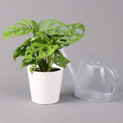 Monstera Adansonii Mit Keramiktopf Dallas Weiß, Topf-Ø 12 Cm, Höhe Ca. 25 Cm -Pflanzen Geschäft 0220350063 Monstera adansonii Dallas weiss 32