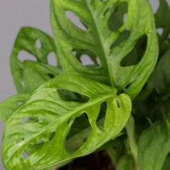 Monstera Adansonii Mit Keramiktopf Dallas Weiß, Topf-Ø 12 Cm, Höhe Ca. 25 Cm -Pflanzen Geschäft 0220350063 Monstera adansonii Dallas weiss 42