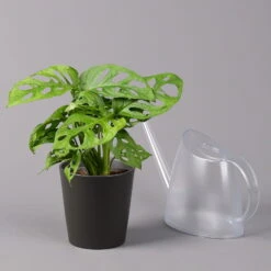 Monstera Adansonii Inkl. Topf Dallas Anthrazit, Topf-Ø 12 Cm, Höhe Ca. 25 Cm -Pflanzen Geschäft 0220350066 Monstera adan Dallas anthrazit 32