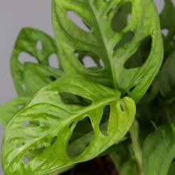 Monstera Adansonii Inkl. Topf Dallas Anthrazit, Topf-Ø 12 Cm, Höhe Ca. 25 Cm -Pflanzen Geschäft 0220350066 Monstera adan Dallas anthrazit 42