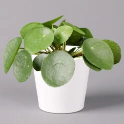 Pilea Peperomioides In Topf Dallas Weiß, Topf-Ø 12 Cm, Höhe Ca. 20 Cm, 3er-Set -Pflanzen Geschäft 0220450140 Pilea peperomioides Dallas weiss 1