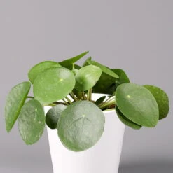 Pilea Peperomioides In Topf Dallas Weiß, Topf-Ø 12 Cm, Höhe Ca. 20 Cm, 3er-Set -Pflanzen Geschäft 0220450140 Pilea peperomioides Dallas weiss 2
