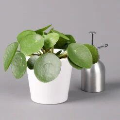 Pilea Peperomioides In Topf Dallas Weiß, Topf-Ø 12 Cm, Höhe Ca. 20 Cm, 3er-Set -Pflanzen Geschäft 0220450140 Pilea peperomioides Dallas weiss 3