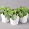 Pilea Peperomioides In Topf Dallas Weiß, Topf-Ø 12 Cm, Höhe Ca. 20 Cm, 3er-Set -Pflanzen Geschäft 0220450140 Pilea peperomioides Dallas weiss 3er Set2