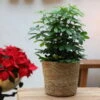 Schefflera Arboricola 'Nora', Topf-Ø 21 Cm, Höhe Ca. 55 Cm -Pflanzen Geschäft 0220550509 Schefflera arb Nora 3er Tuff