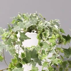 Hedera Helix 'Variegata' In Keramiktopf Dallas Weiß, Topf-Ø 12/13 Cm -Pflanzen Geschäft 0220650237 Hedera weissbunt in Topf Dallas weiss 2 108004