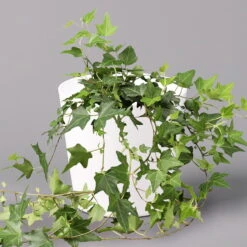 Pflanzen Geschäft -Pflanzen Geschäft 0220650241 Hedera gruen in Topf Dallas weiss 1