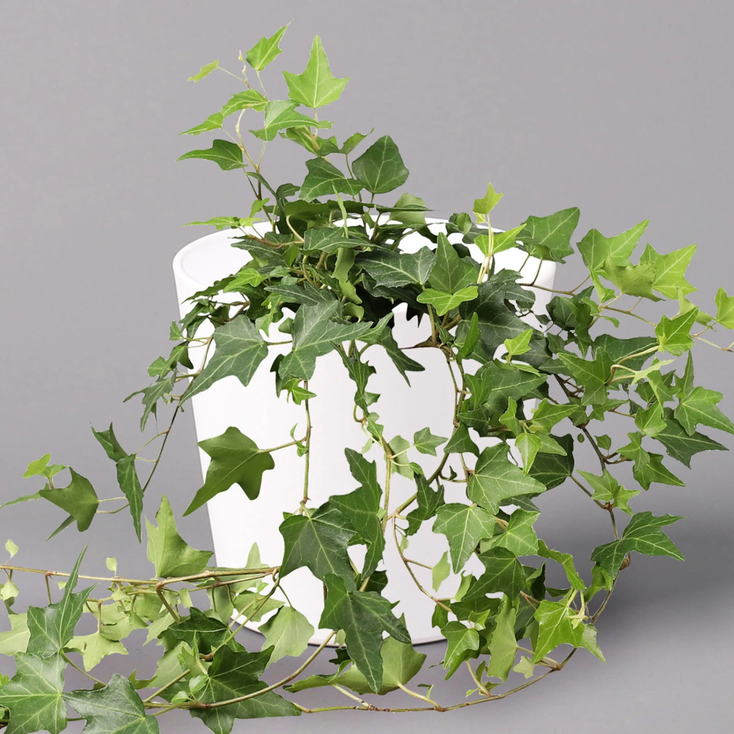 Hedera Helix In Keramiktopf Dallas Weiß, Topf-Ø 12/13 Cm, 2er-Set 4 Hedera Helix In Keramiktopf Dallas Weiß, Topf-Ø 12/13 Cm, 2er-Set – Bild 2