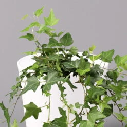 Hedera Helix In Keramiktopf Dallas Weiß, Topf-Ø 12/13 Cm, 2er-Set 12 Hedera Helix In Keramiktopf Dallas Weiß, Topf-Ø 12/13 Cm, 2er-Set -Pflanzen Geschäft 0220650241 Hedera gruen in Topf Dallas weiss 2