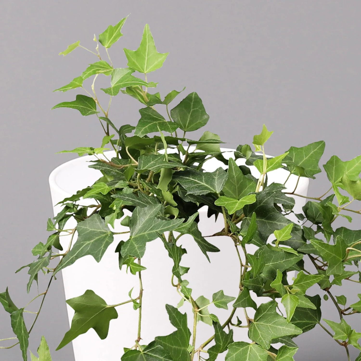 Hedera Helix In Keramiktopf Dallas Weiß, Topf-Ø 12/13 Cm, 2er-Set 5 Hedera Helix In Keramiktopf Dallas Weiß, Topf-Ø 12/13 Cm, 2er-Set – Bild 3